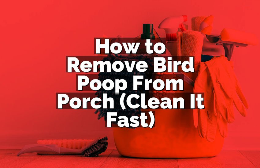 How to Remove Bird Poop From Porch (Clean It Fast)