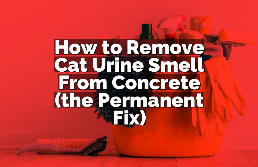 How to Remove Cat Urine Smell From Concrete (the Permanent Fix)