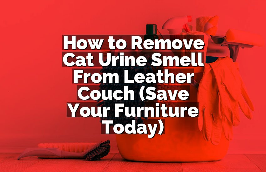 How to Remove Cat Urine Smell From Leather Couch (Save Your Furniture Today)
