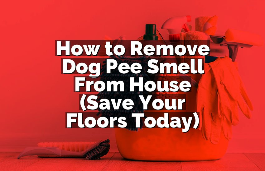 How to Remove Dog Pee Smell From House (Save Your Floors Today)
