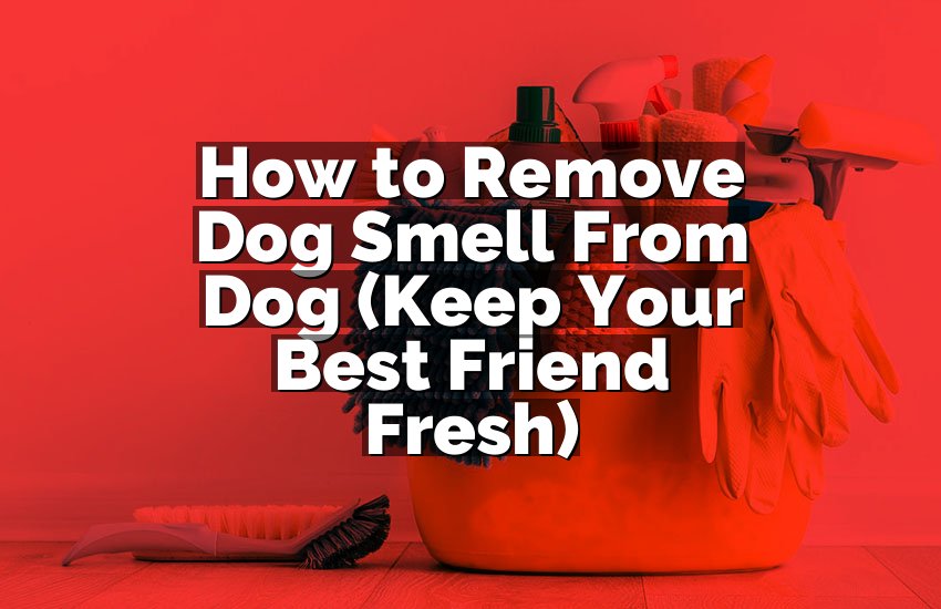 How to Remove Dog Smell From Dog (Keep Your Best Friend Fresh)