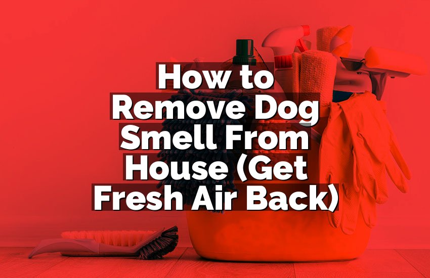 How to Remove Dog Smell From House (Get Fresh Air Back)