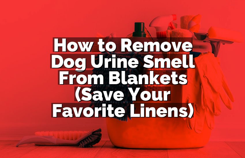 How to Remove Dog Urine Smell From Blankets (Save Your Favorite Linens)