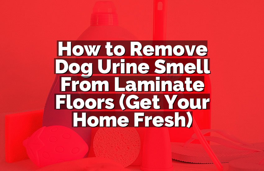 How to Remove Dog Urine Smell From Laminate Floors (Get Your Home Fresh)