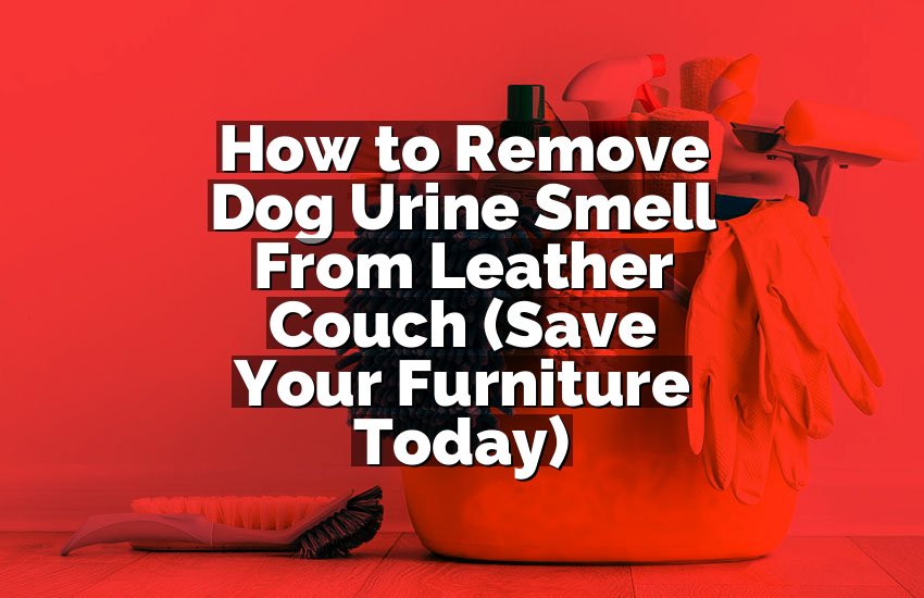 How to Remove Dog Urine Smell From Leather Couch (Save Your Furniture Today)