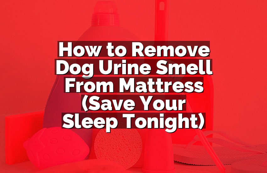 How to Remove Dog Urine Smell From Mattress (Save Your Sleep Tonight)