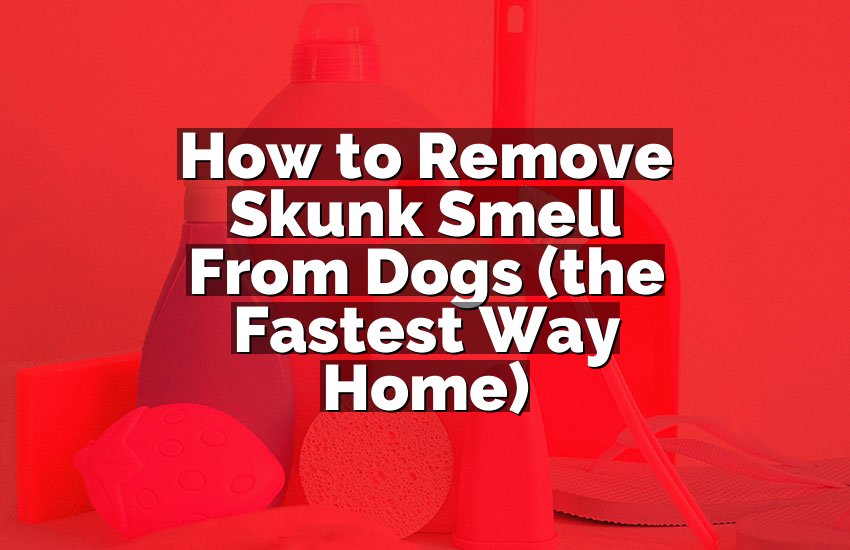 How to Remove Skunk Smell From Dogs (the Fastest Way Home)
